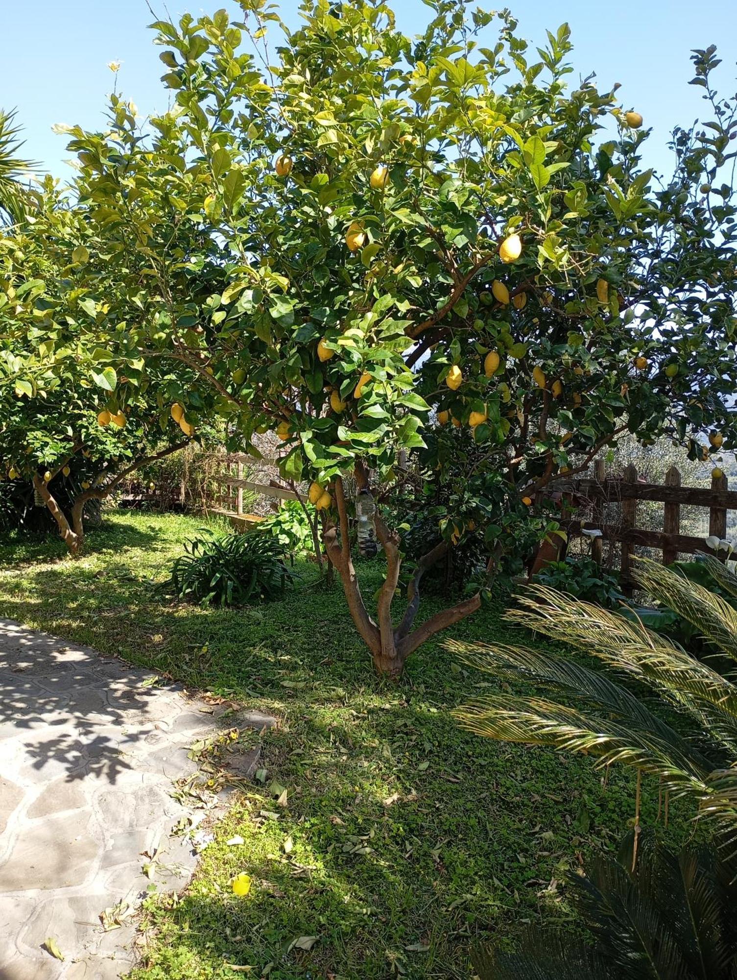 Casa Vacanze Diamante Ogliastro Cilento Kültér fotó